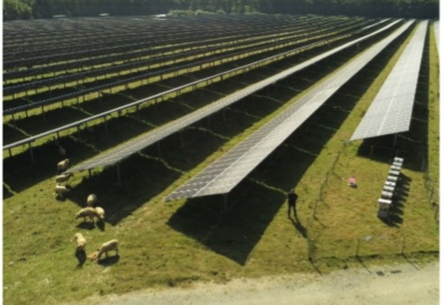 maintenance centrale solaire par eco pâturage